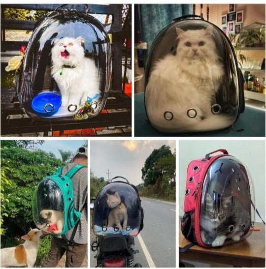 Transparent Cat Travel Backpack